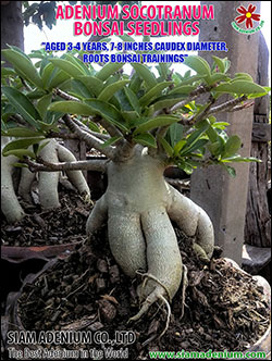 Adenium Bonsai Seedlings
