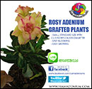 Rosy Adenium Grafted Plants 