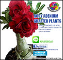 Rosy Adenium Grafted Plants 