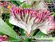 Euphorbia lactae